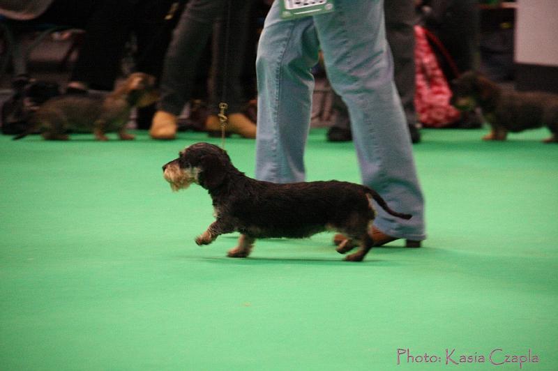 Crufts2011_2 1540.jpg